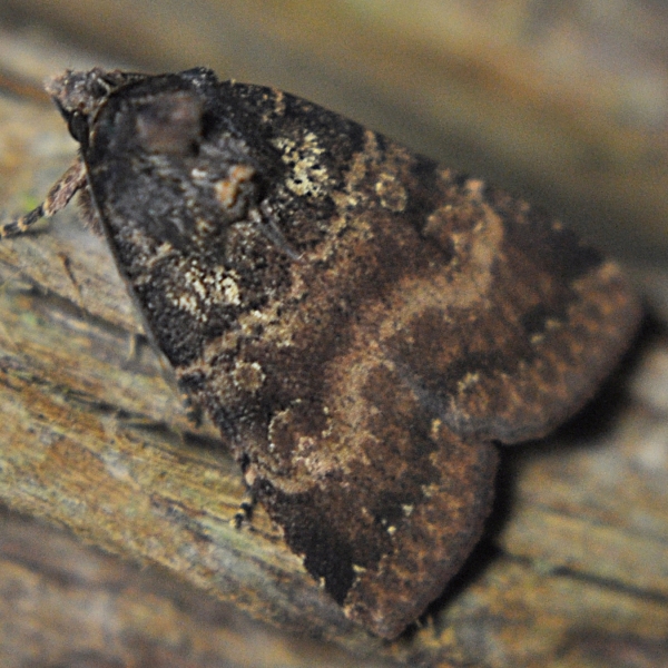 Photo of Abagrotis apposita by <a href="http://www.coffinpoint.ca/">Paul Westell</a>